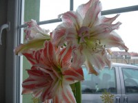 /album/fotogalerie-amaryllis/amarylis-jpg1/