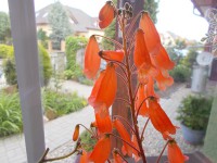 /album/fotogalerie-smithiantha2/smithiantha1-jpg/