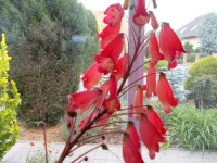 /album/fotogalerie-smithiantha2/smithiantha3-jpg/