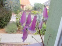 /album/fotogalerie-smithiantha2/smithiantha5-jpg/